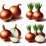 Onion